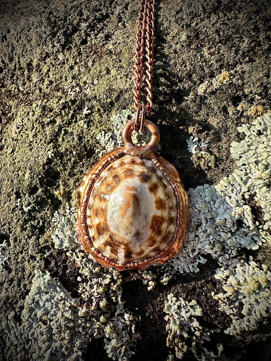 Limpet Seashell Necklace
