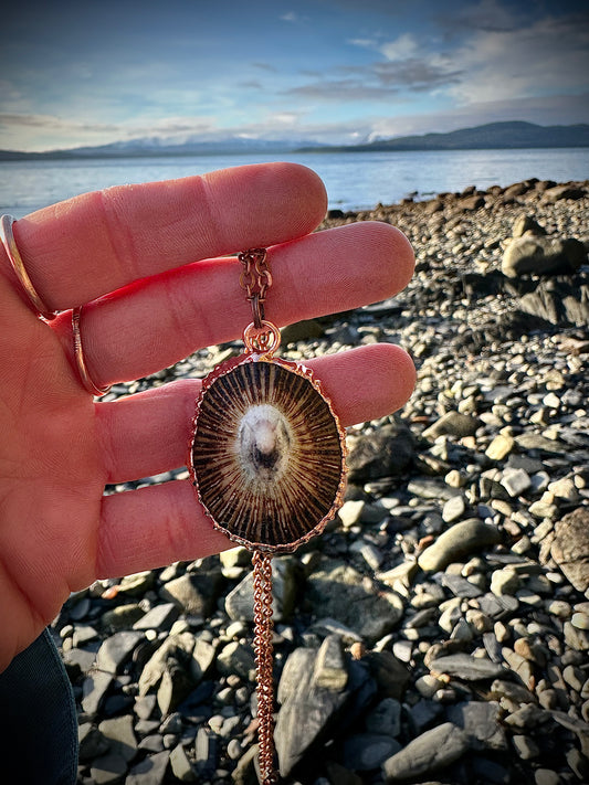 Limpet Seashell Necklace
