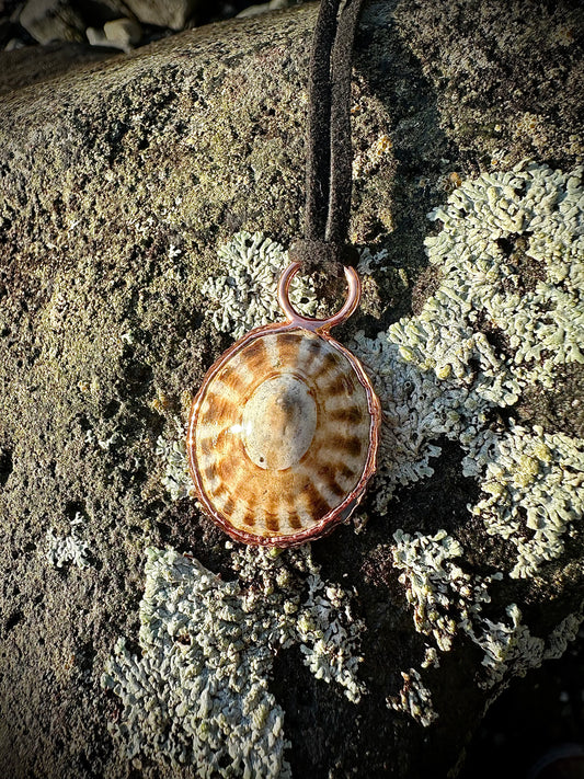 Limpet Seashell Necklace