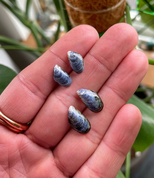 Blue Mussel Stud Earrings